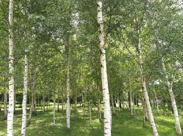 哈尔滨伏尔加庄园，满满的俄罗斯异域风情