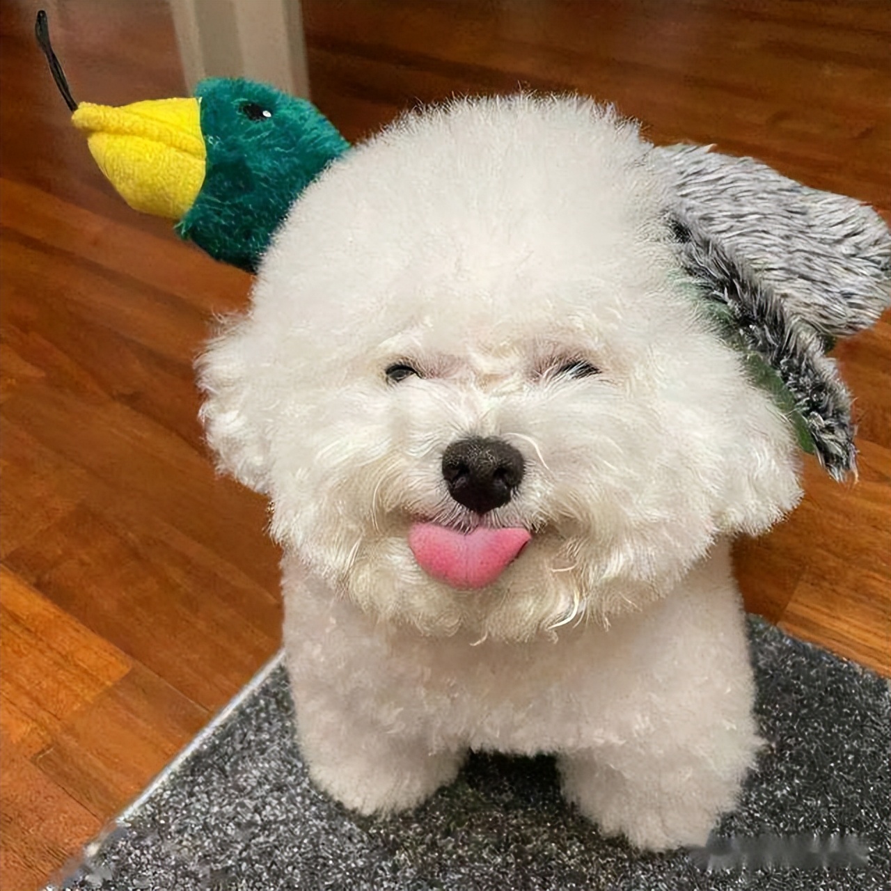 千万别让比熊犬“流浪”的原因，看下去，希望你珍惜