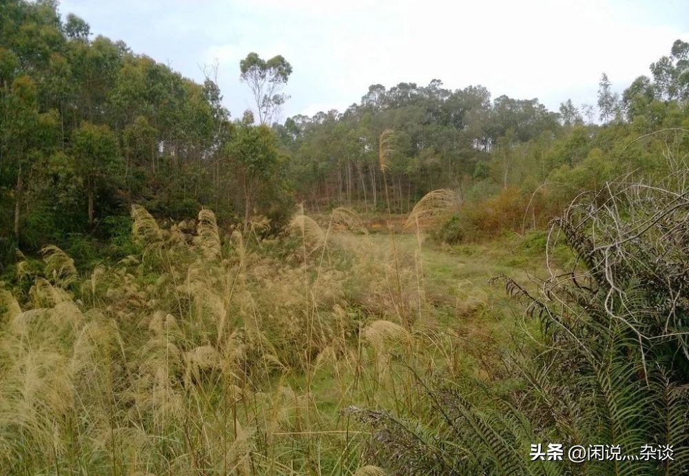 大案纪实婚外情凶杀案,大案纪实路边空地突发命案