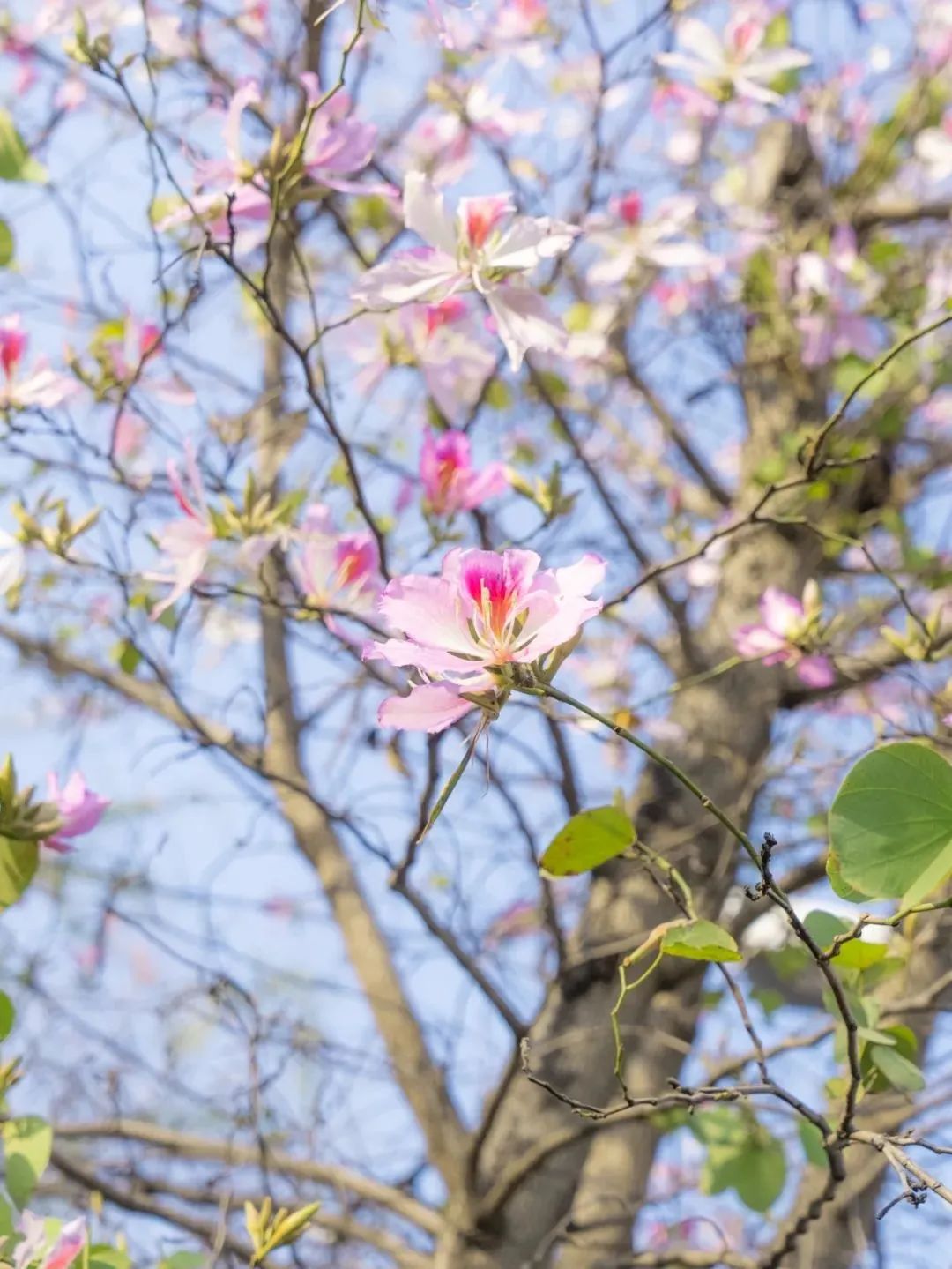 这里的“恩桃儿”红了