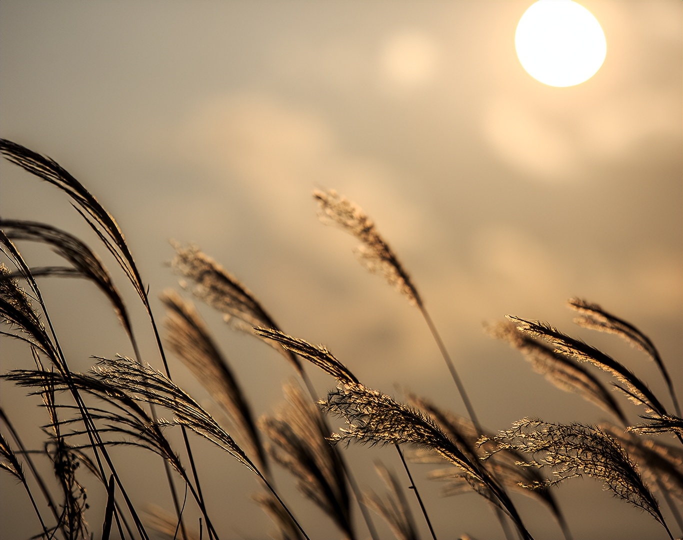 一位重度抑郁患者的心声,抑郁康复者的真实感受