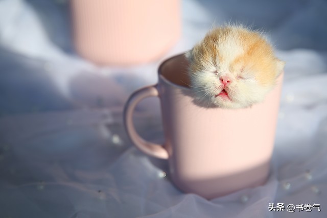 如何拿捏自卑且自信的男人,如何当一个易脱单的男人