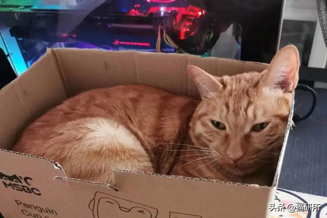 刚来的猫咪太粘人了怎么办,猫咪很黏主人是什么原因