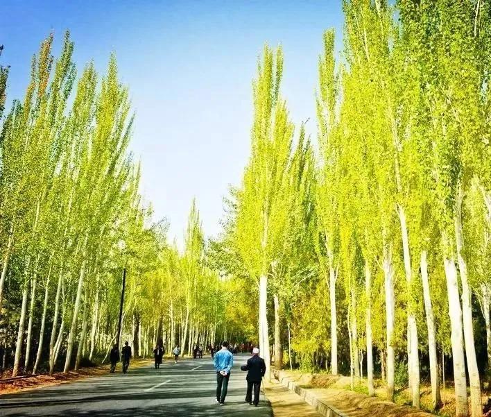 桉树与白杨树谁长得快,白杨树和桉树