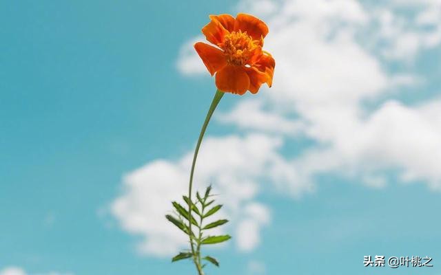 父母不在了兄弟姐妹会反目成仇吗,如果有一天父母离开了我怎么办