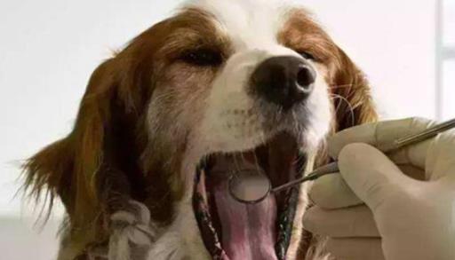 小狗口臭解决办法,一个月小狗口臭怎么回事