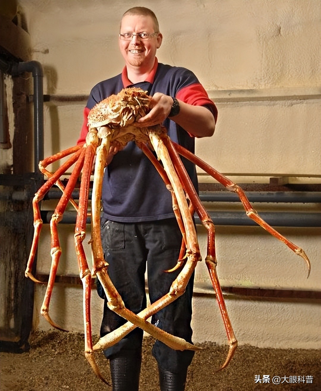 盘点一眼想象不到的巨型动物,动物界中战斗力最强的十种动物