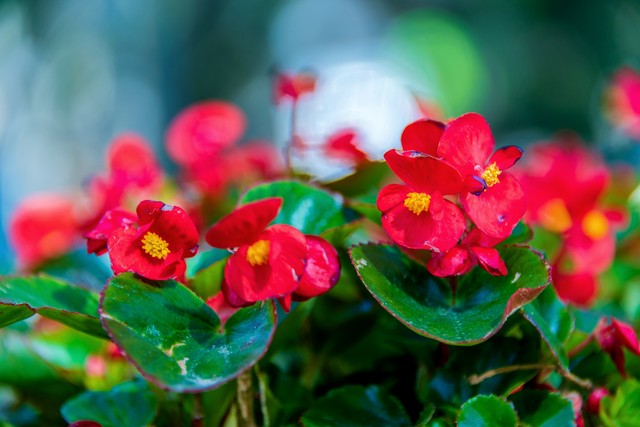 盆栽秋海棠怎么养,盆栽秋海棠多久开一次花