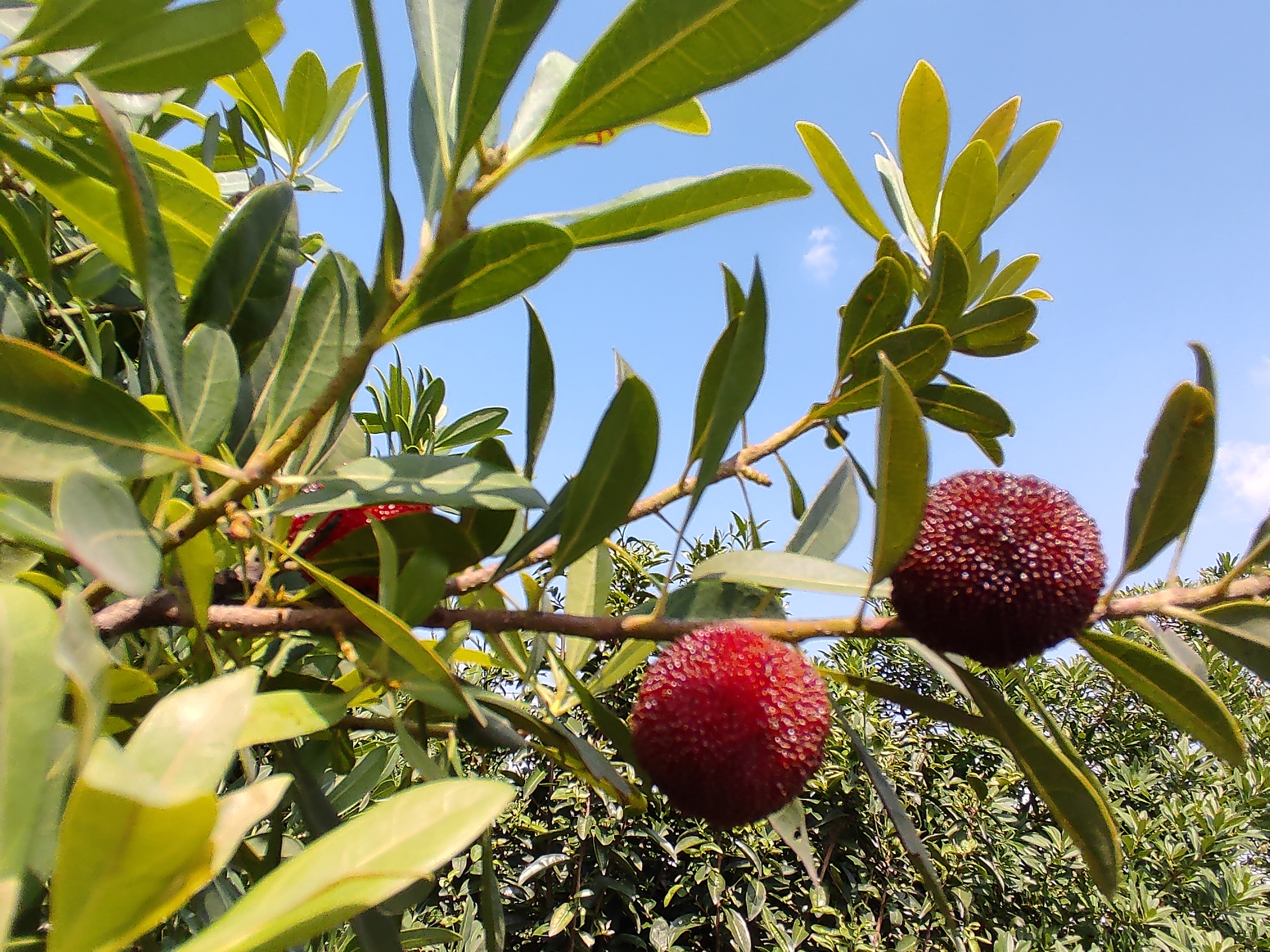 苏州东山杨梅几月份成熟,苏州东山杨梅还是西山杨梅好吃