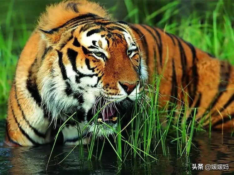 飞花令带人的诗句100首,飞花令虎的诗词100句