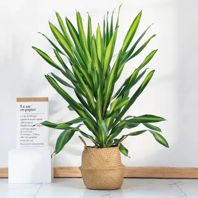 客厅种植什么树最旺财生命力强,客厅种什么树最好养最旺财