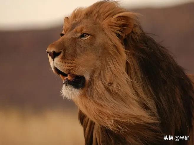 马赛人和东北虎,马赛人vs东北虎