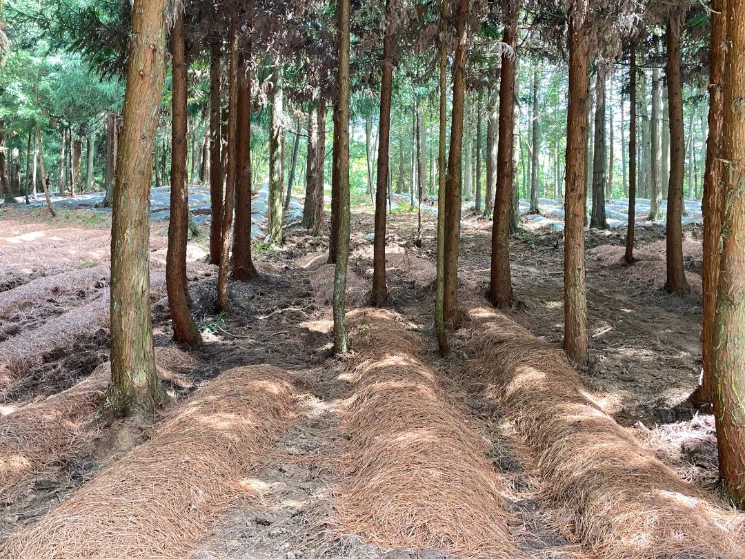 毕节市山地特色农业产业发展,林下经济铺就绿色脱贫路