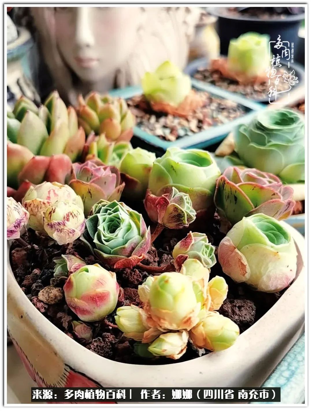 带刺的玫瑰阳台多肉,开花的玫瑰多肉