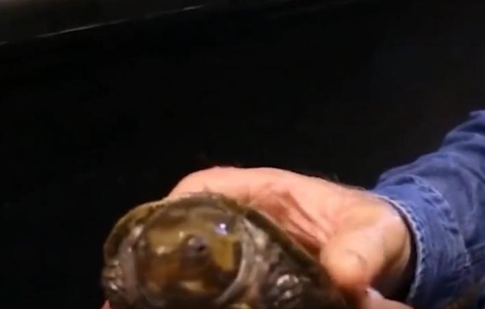 北京男子捡到乌龟饲养7年,北京男子捡到乌龟养了8年