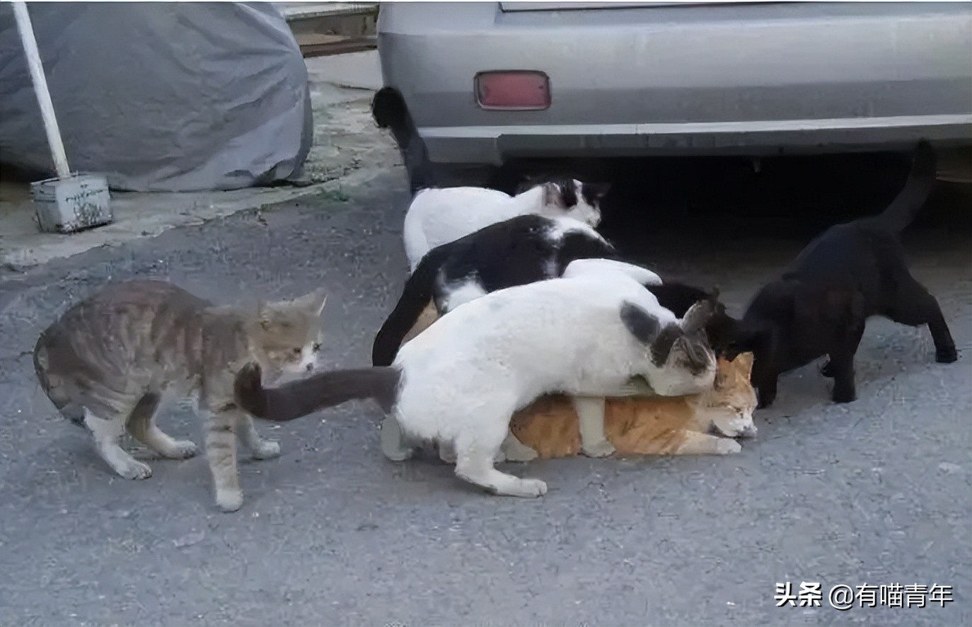 猫做核酸了么,猫核酸检测有必要做吗