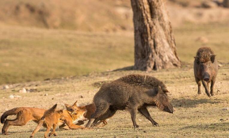 野猪的天敌都有哪些,野猪的天敌能打得过猎豹吗