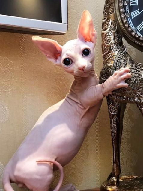 猫毛过敏原检测,为什么猫毛会过敏