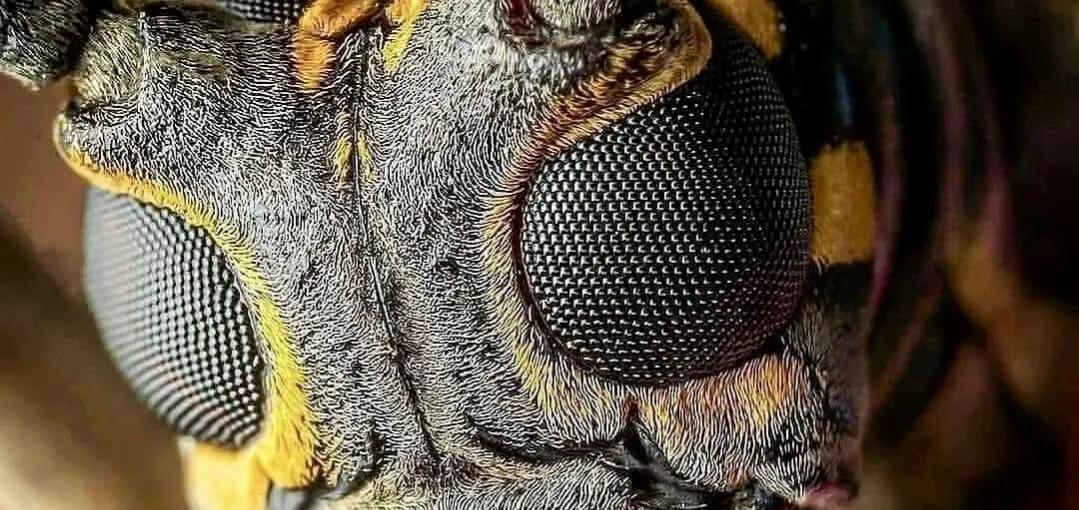 显微镜下的十大生物,显微镜下看到的各种不同样的生物