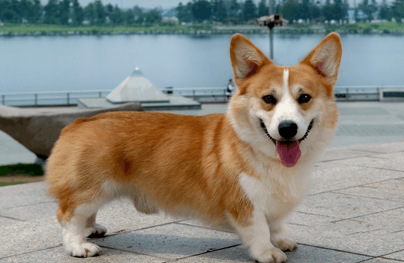 十大最干净小型犬柯基,柯基犬什么犬型最好看