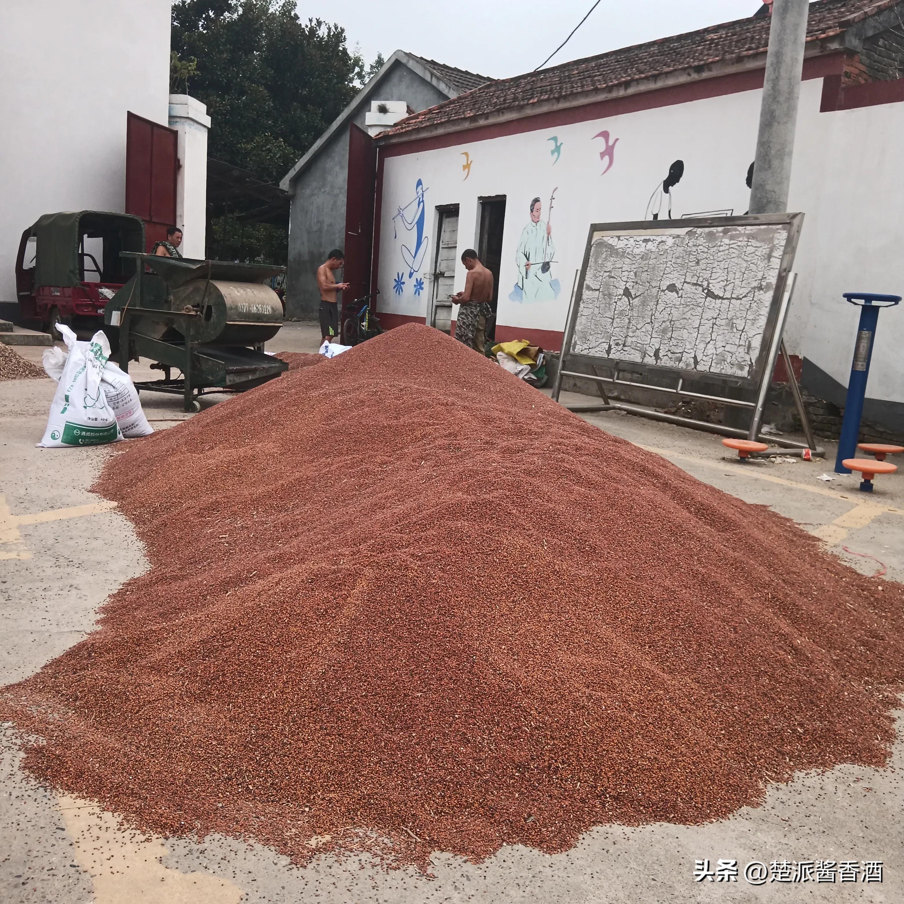 酱香酒优质糯高粱,哪一款酱香酒是用本地优质高粱的