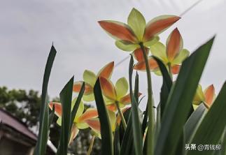荷兰的国花郁金香有多少种,荷兰郁金香重瓣