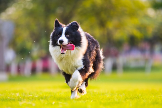 关于德国牧羊犬的二十个冷知识,边境牧羊犬可怕之处你了解了吗