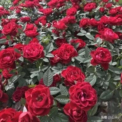 分享玫瑰花的图片,最美的玫瑰花送给最漂亮的你图片