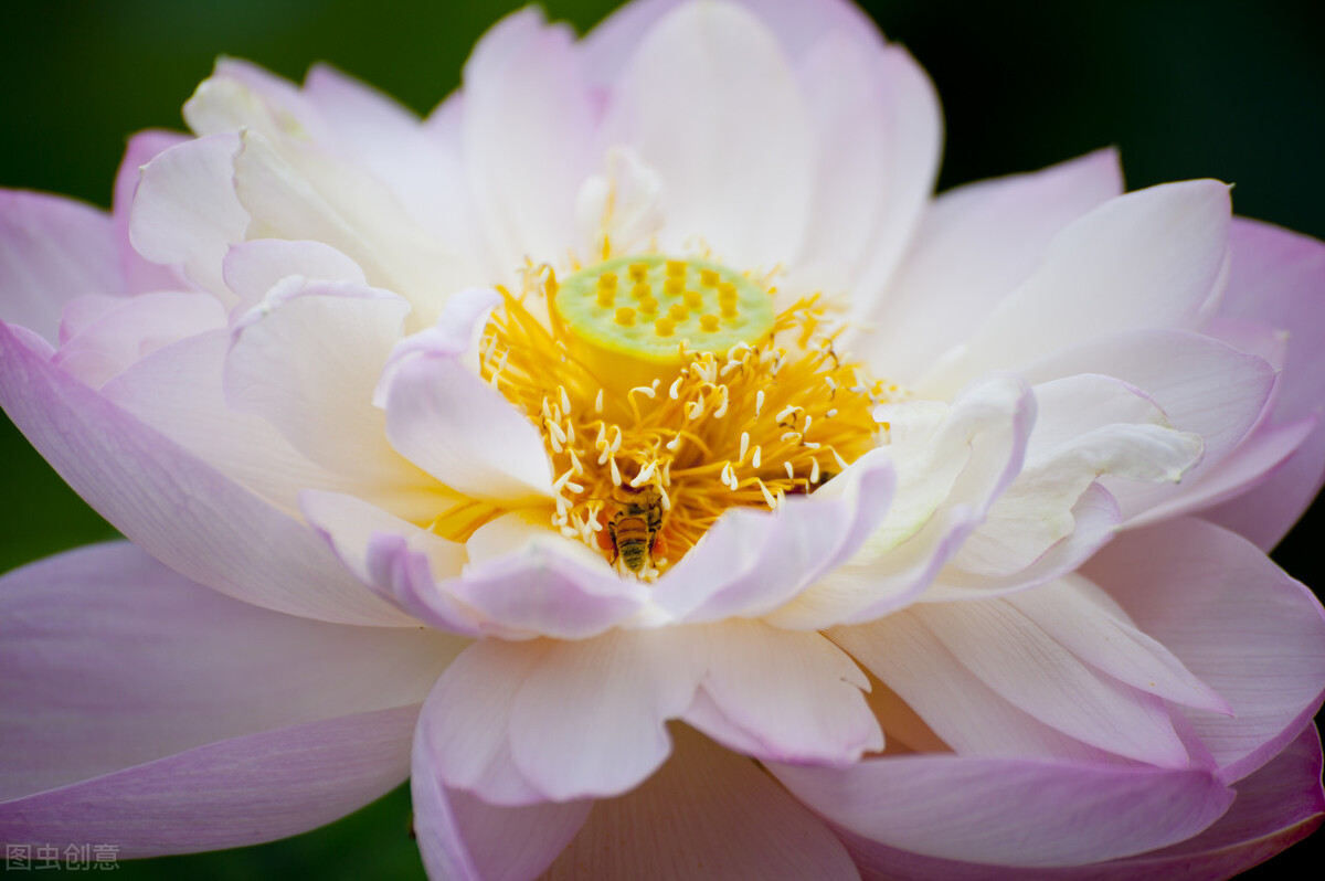 厚德载物积德是福,厚德载物往后会更加积德行善