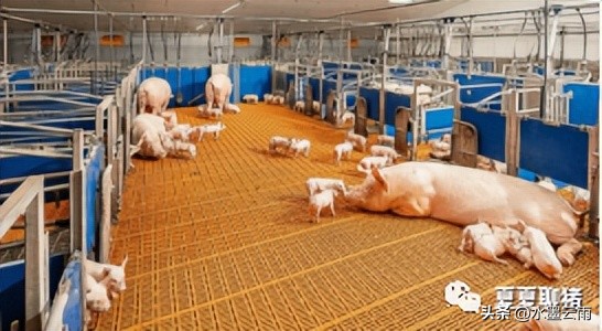 仔猪母猪产床,养猪技术母猪产床