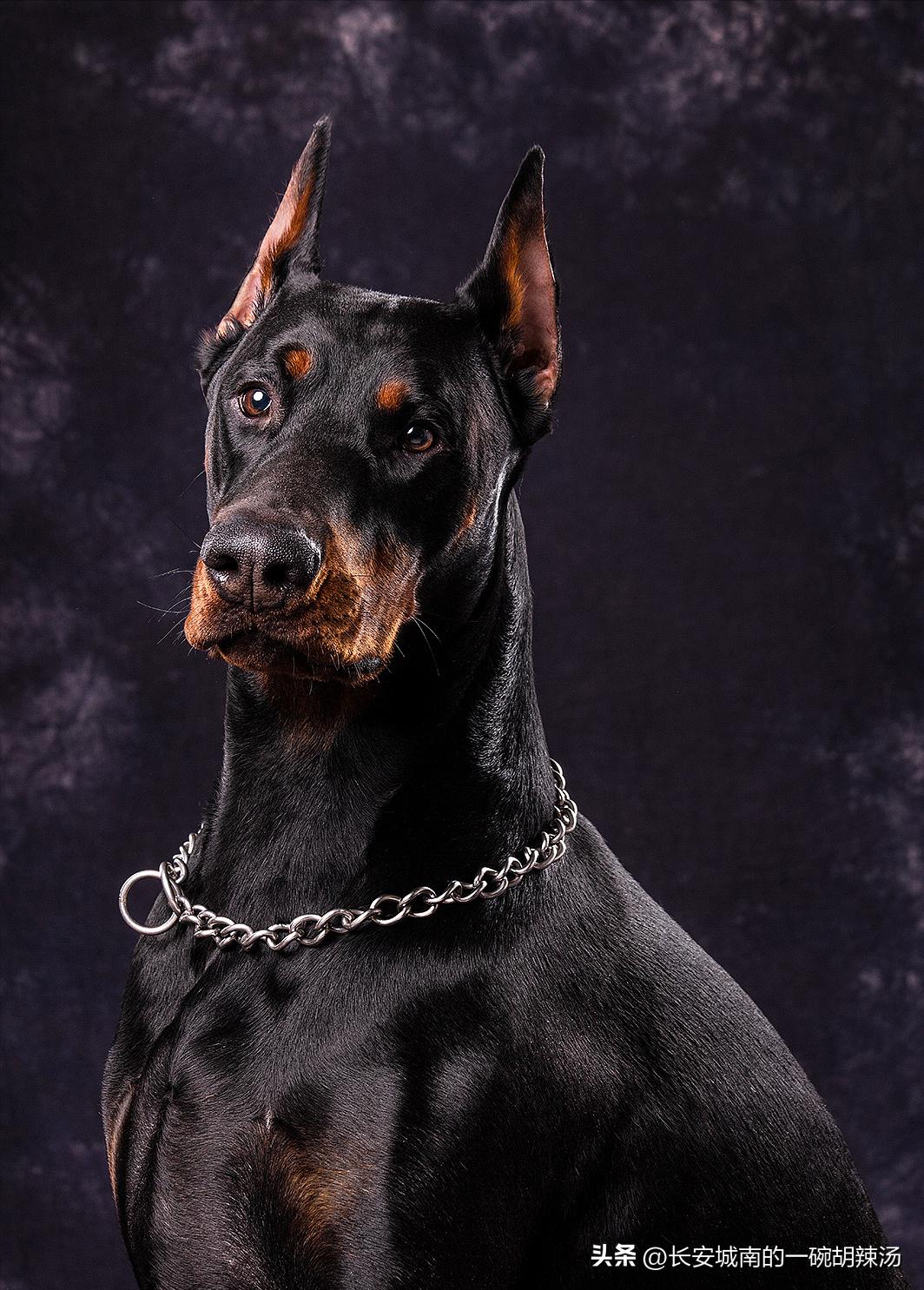 世界名犬排名前100图巴哥犬,世界名犬约克夏价格