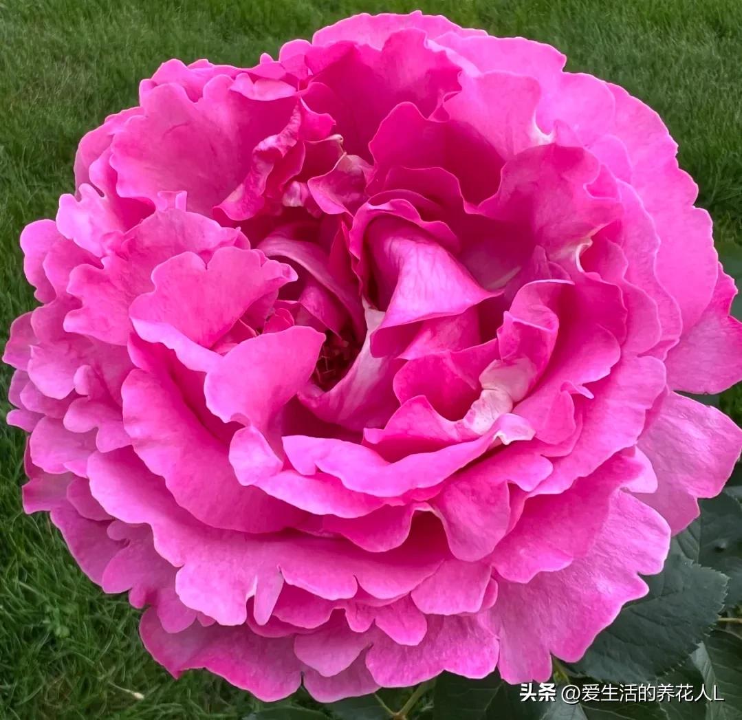 五彩斑斓颜色艳丽的月季花图片,各种色彩缤纷艳丽的月季花图片