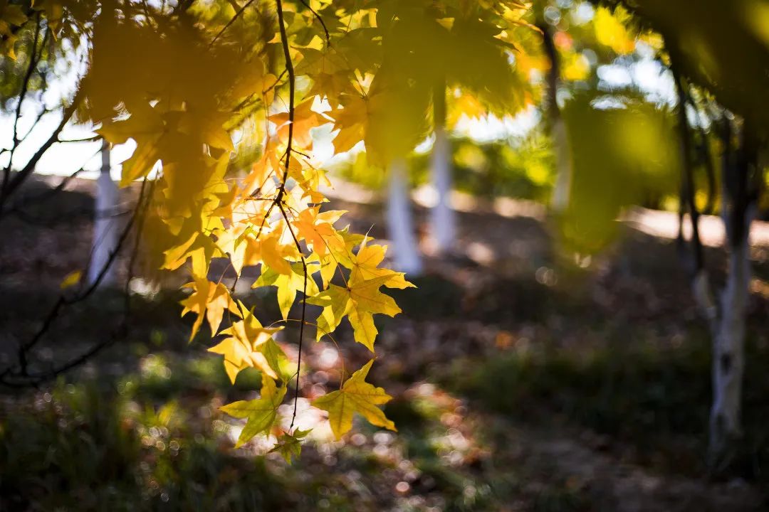 中医咳嗽的厉害吃什么药管用,一到冬天就咳嗽中医治疗方法