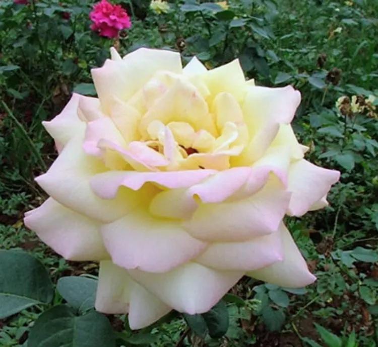 失眠吃中药能睡药一停又会失眠吗,失眠吃中药副作用大吗