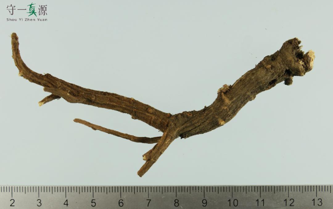 中药鉴定真假找谁,柴胡真假优劣鉴别