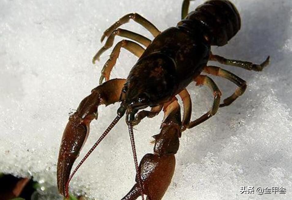 正宗老东北美食,二十多年的老东北美食