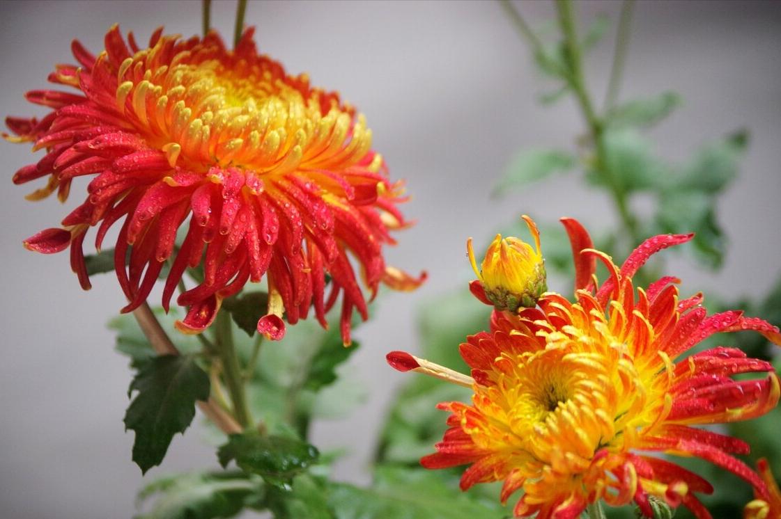 《中国大百科全书（第2版）》读书笔记03147-被子植物门