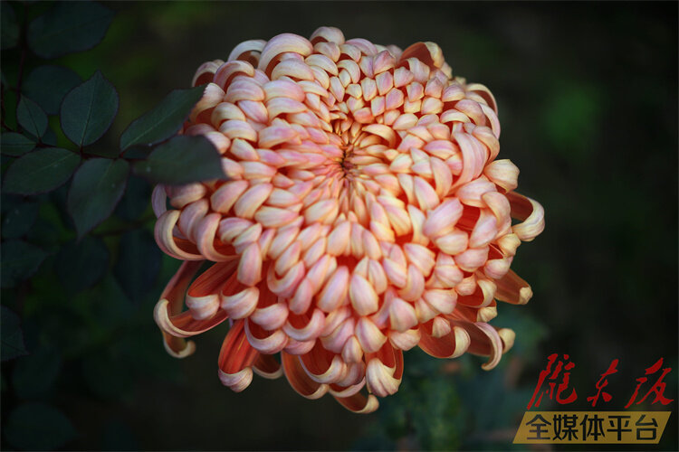 寒花已开尽菊蕊独盈枝的意思,寒花开已尽菊蕊独盈枝杜甫