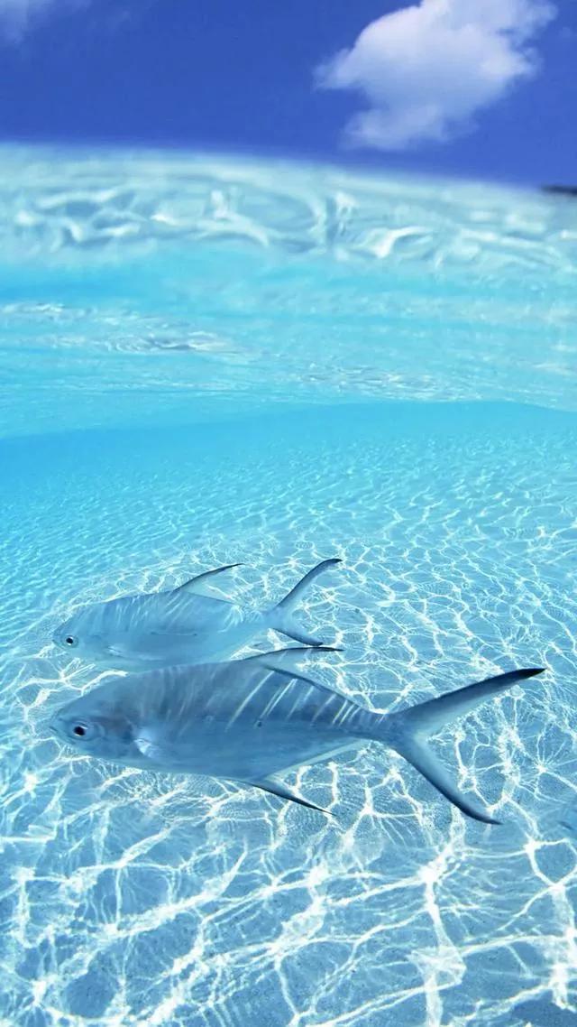 海底世界高清大图壁纸,手机动态海底世界鱼壁纸