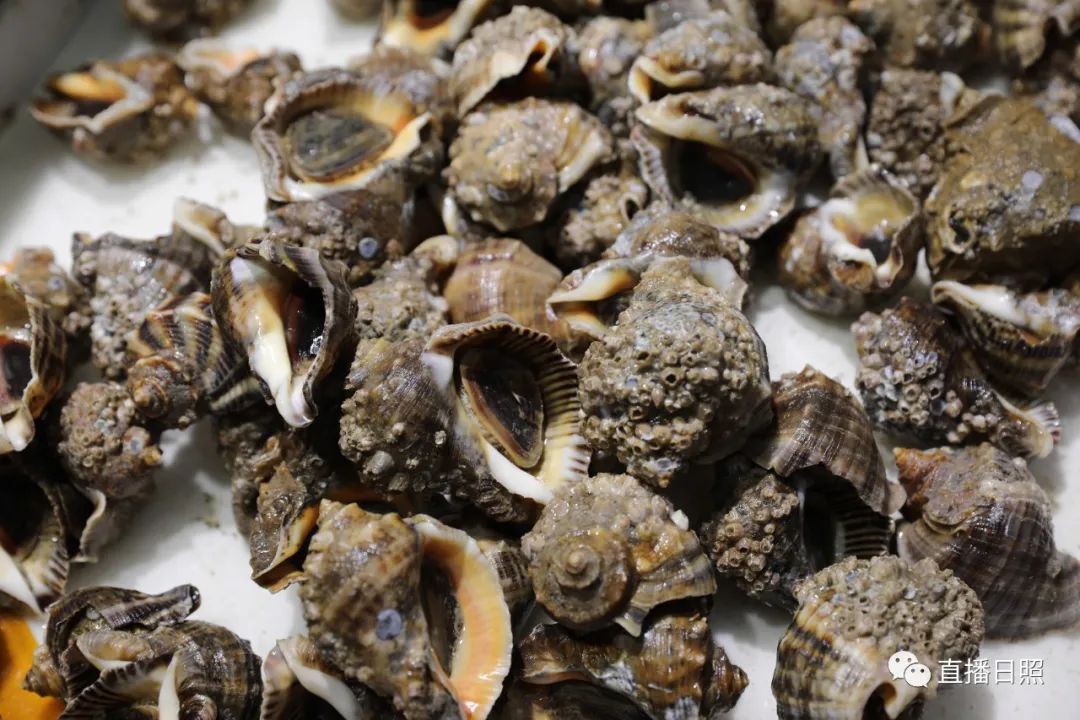 封海倒计时威海海鲜涨价了吗,封海前后海鲜价格对比