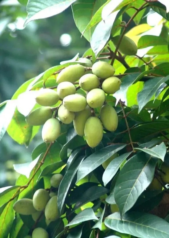 莆田古街冰糖葫芦,福建莆田最好吃的冰糖葫芦