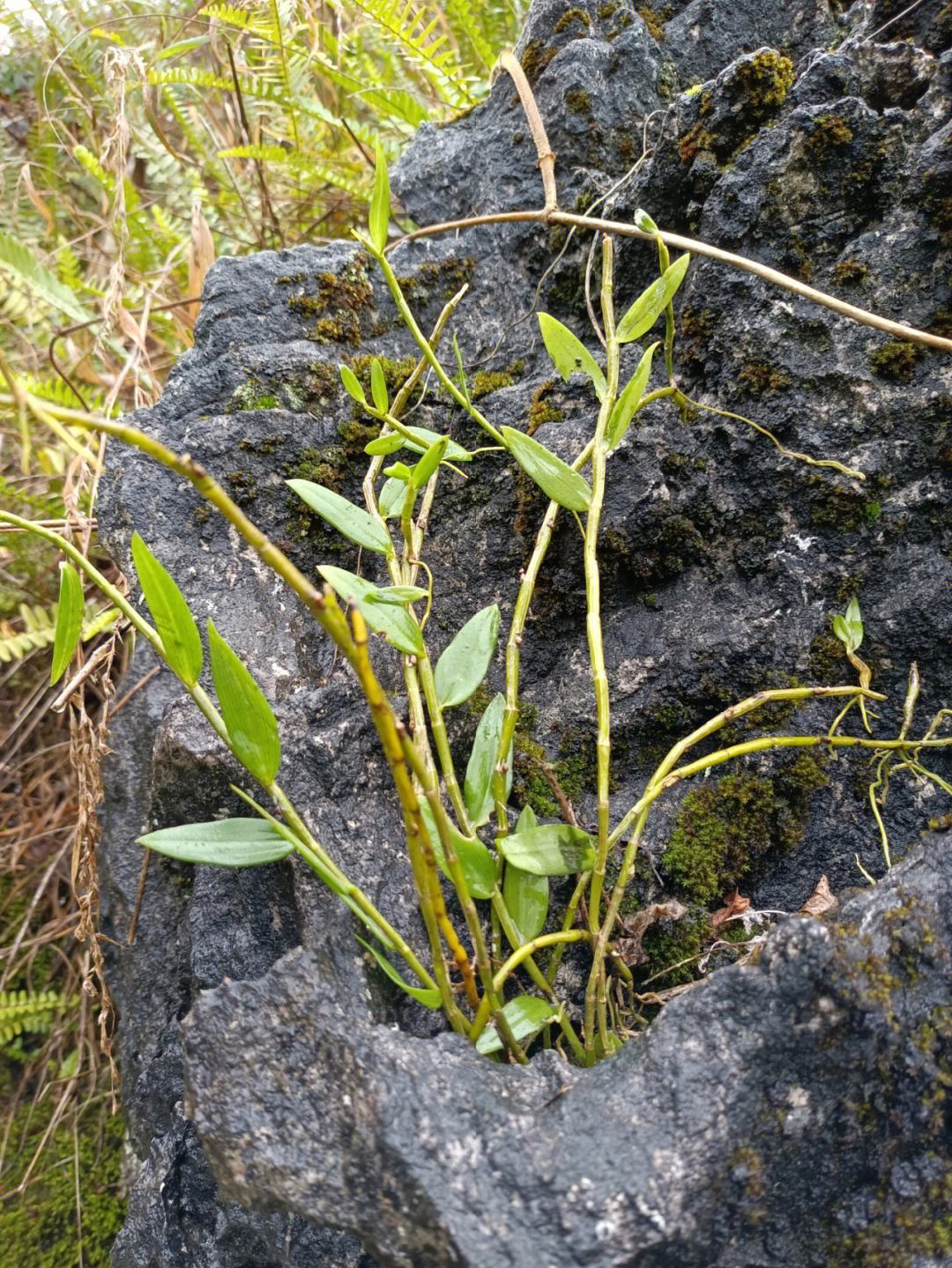 野生新鲜石斛图片,纯野生石斛多少一克