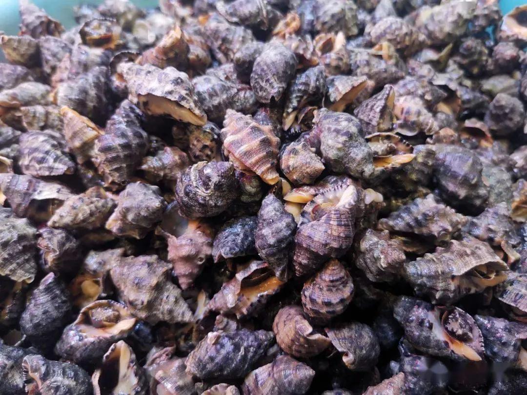 如何挑选冰冻好的小海鲜,最实用的各种海鲜做法都在这里啦