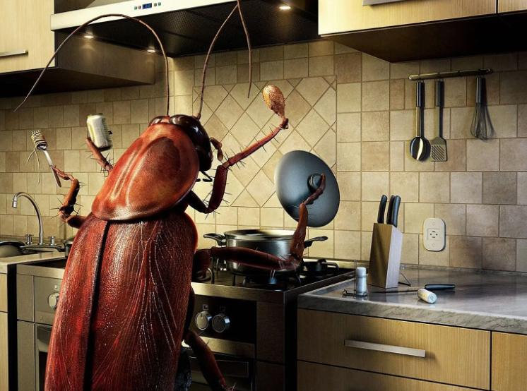 家里的蟑螂怎么彻底消灭,家里蟑螂怎么消灭最彻底的小妙招