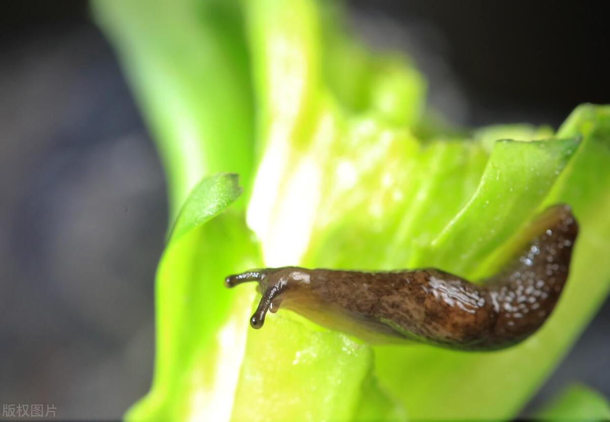 厨房鼻涕虫彻底铲除的办法,厨房鼻涕虫从哪里爬出来的