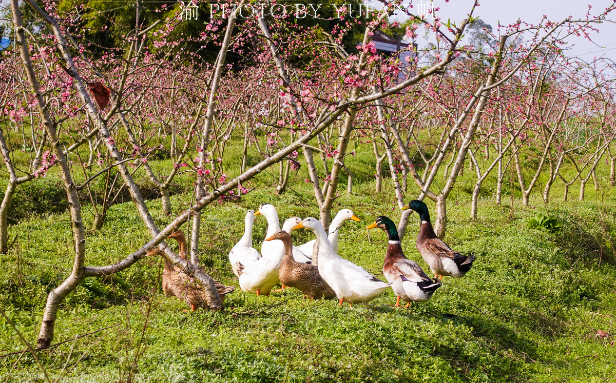 潼南油菜花旅游攻略,美好春日潼南赏花地图快来get
