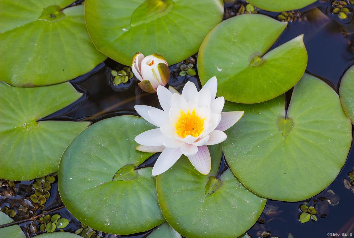 碗莲多久发芽多久开花,碗莲发芽到开花要多久