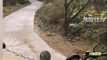 男子夜晚开车惊见巨蟒挡道,两男子路上遇到眼镜王蛇