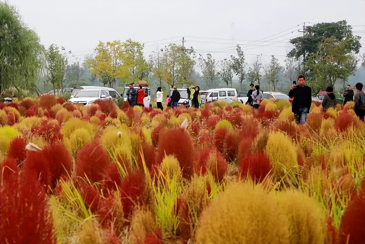 地肤草花海打卡,孟津白鹤地肤草位置