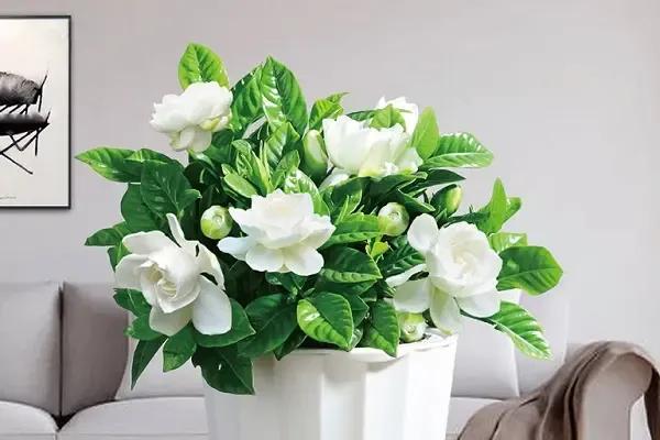 哪些花的花语代表禁忌,花也是不能乱送的